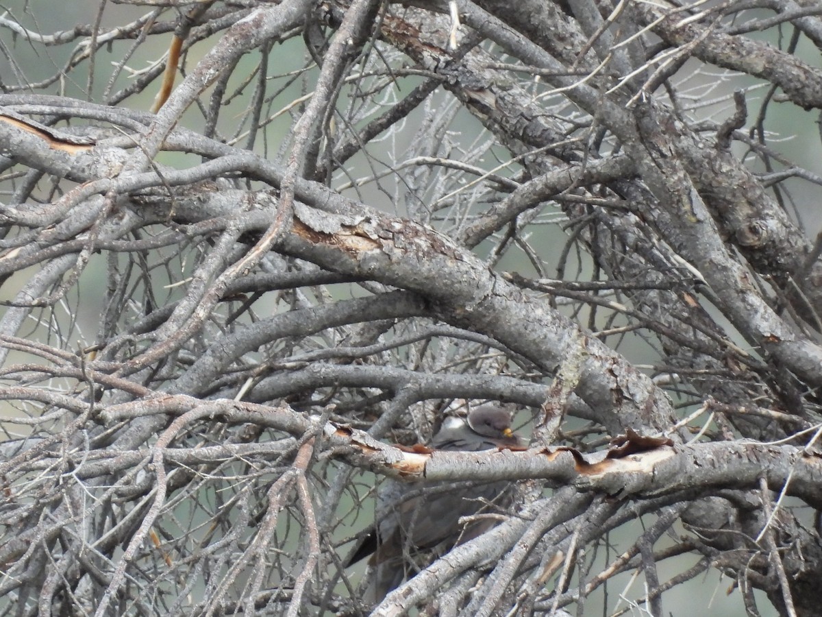 Band-tailed Pigeon - ML642133428