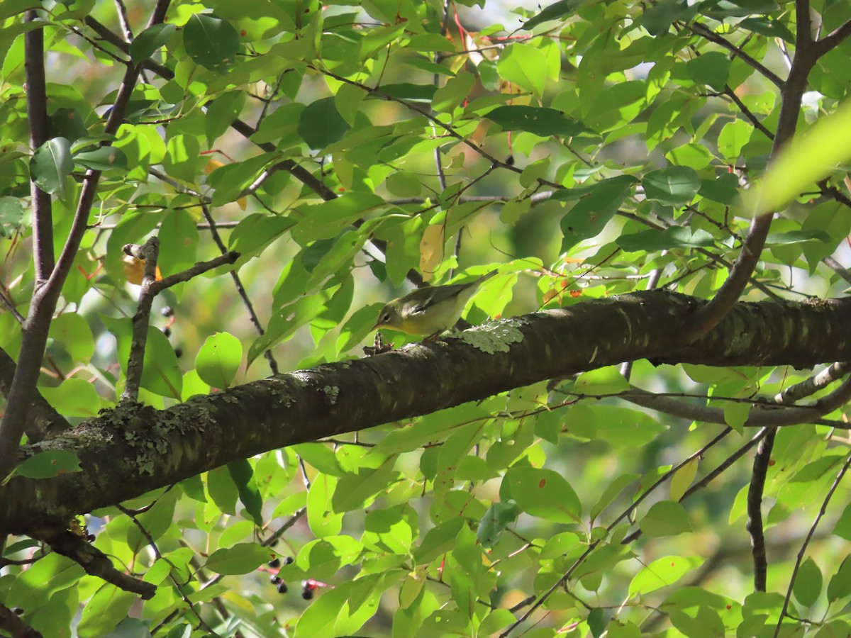 Northern Parula - ML642133432