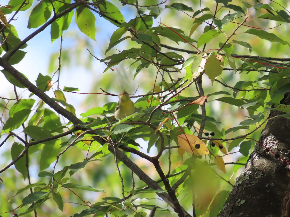 Northern Parula - ML642133433
