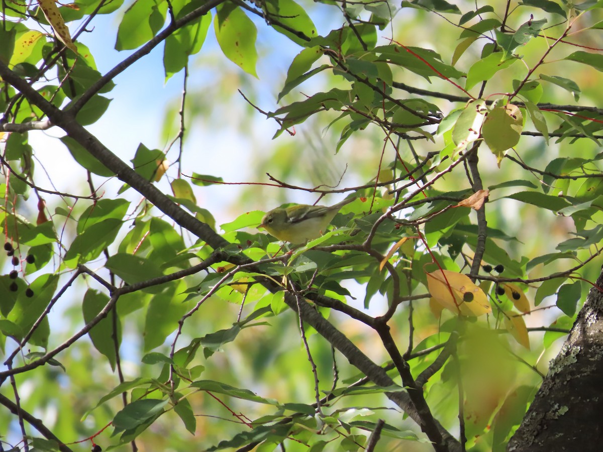 Northern Parula - ML642133434