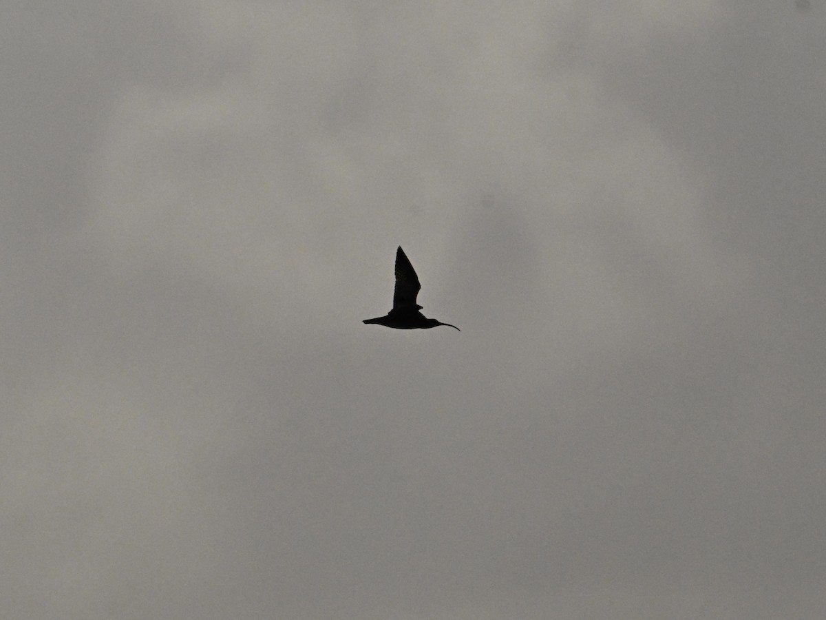 Whimbrel - ML642133438