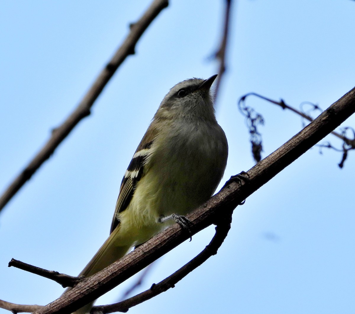 White-banded Tyrannulet - ML642133454