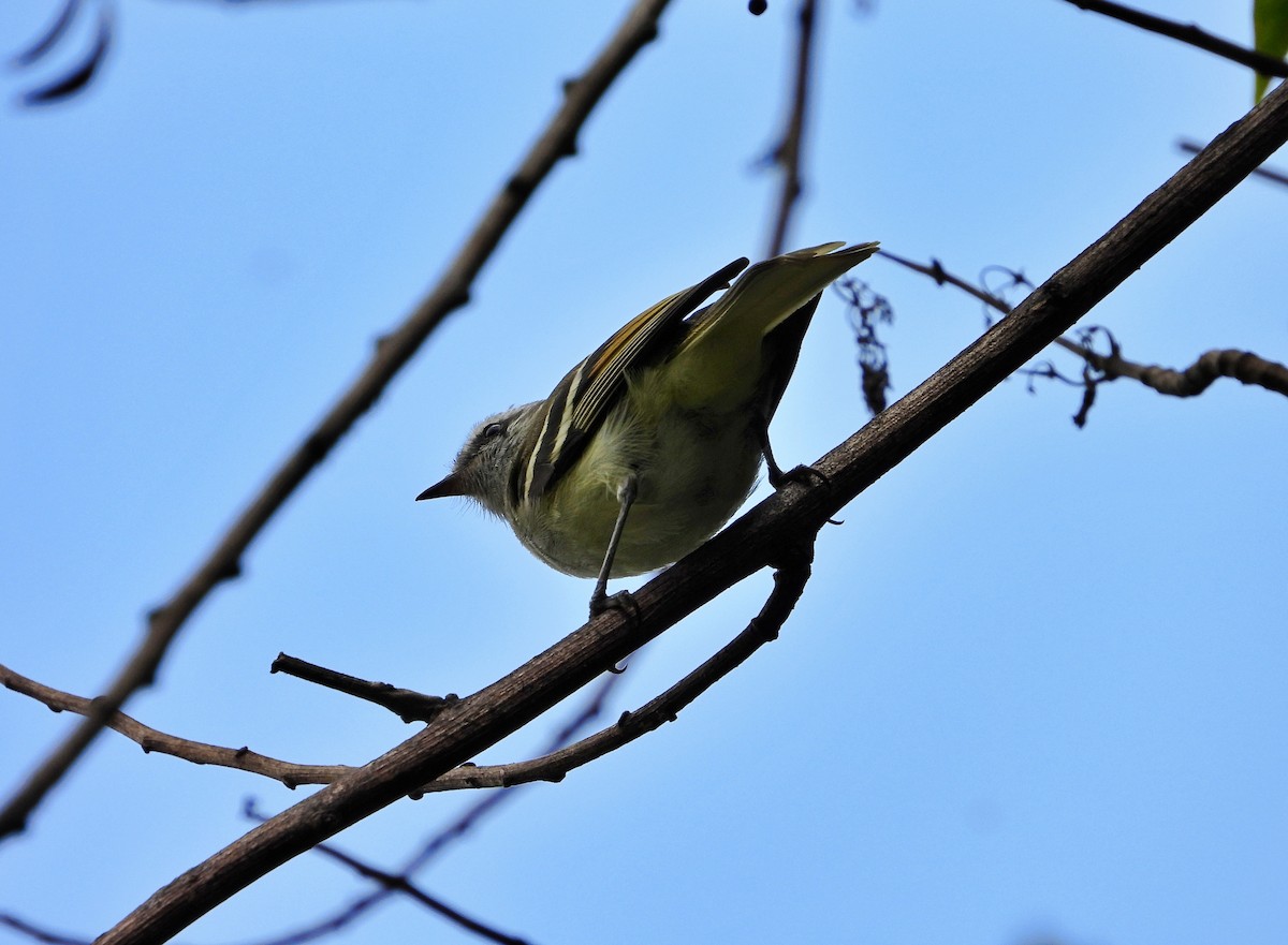 White-banded Tyrannulet - ML642133455