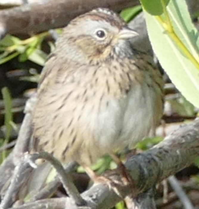 Lincoln's Sparrow - ML642133459