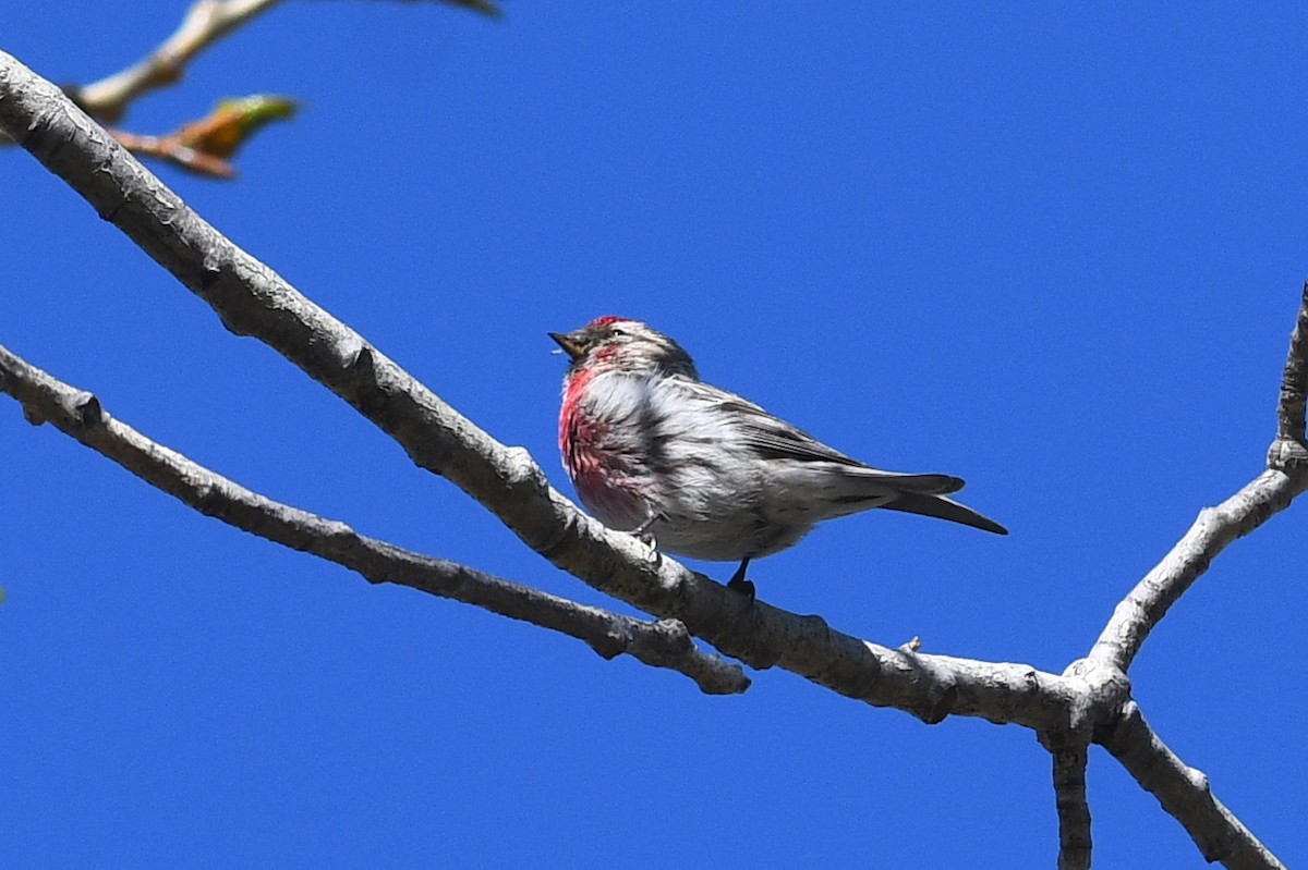 Redpoll (Common) - ML642133467