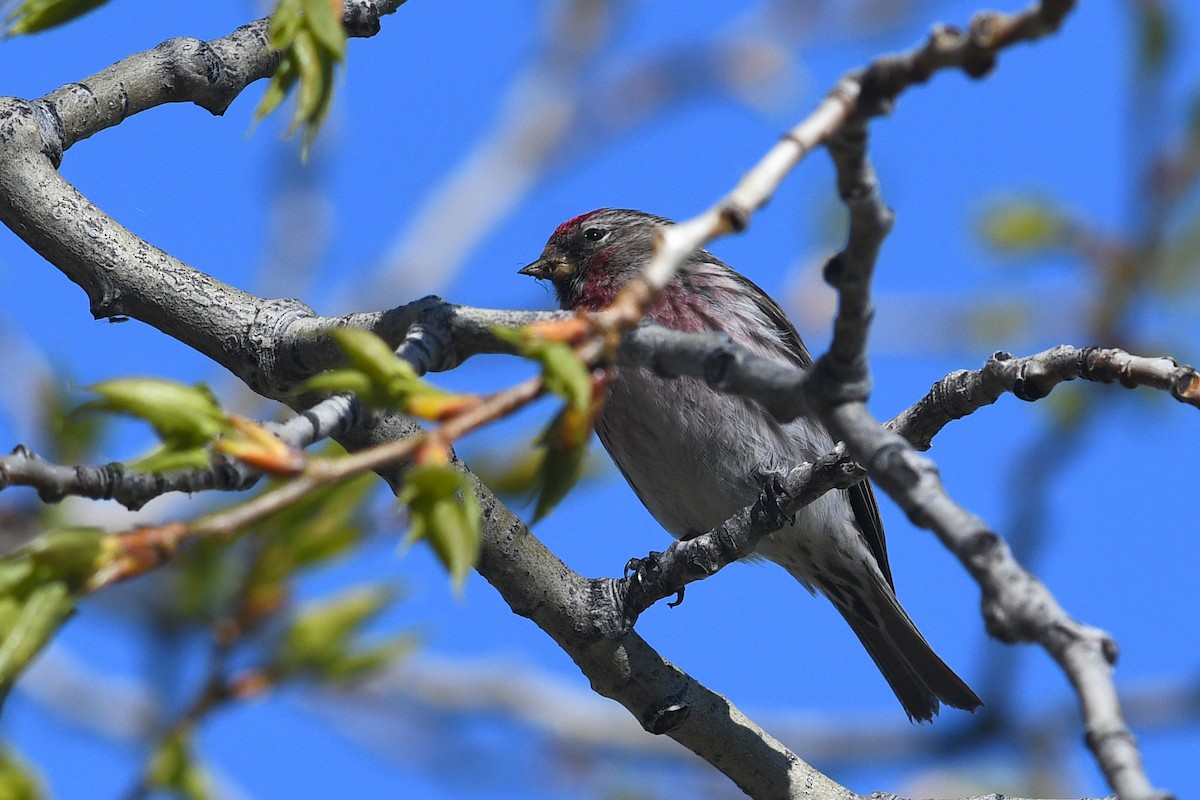 Redpoll (Common) - ML642133469