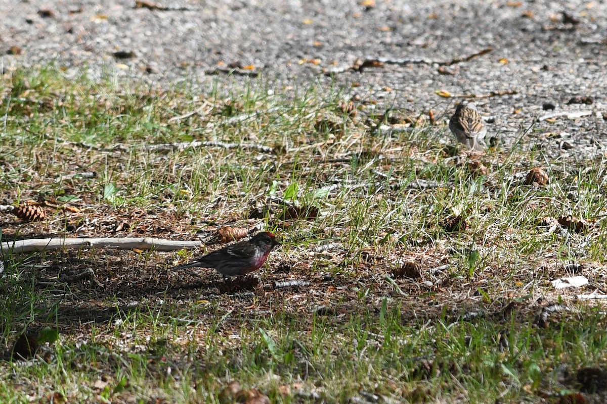 Redpoll (Common) - ML642133473