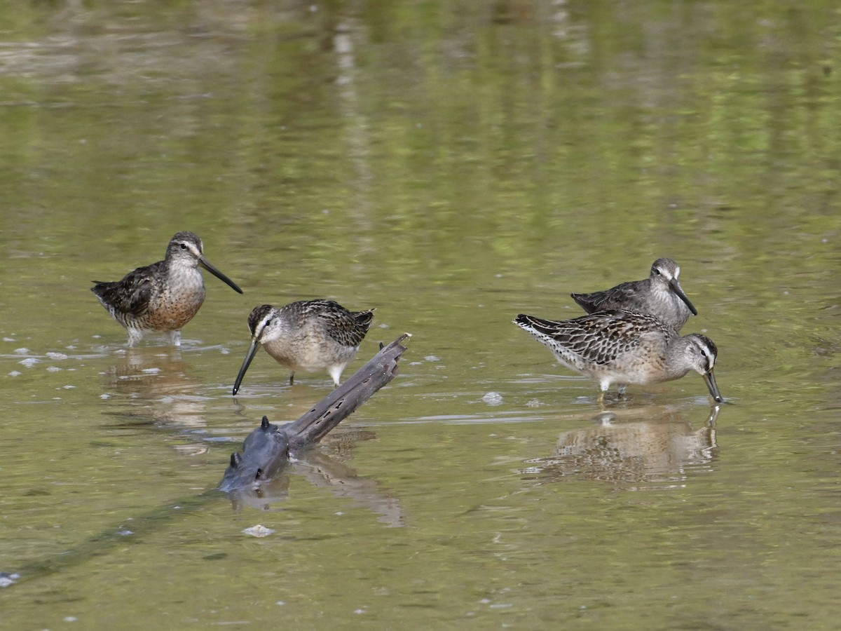 Short-billed Dowitcher - ML642133476