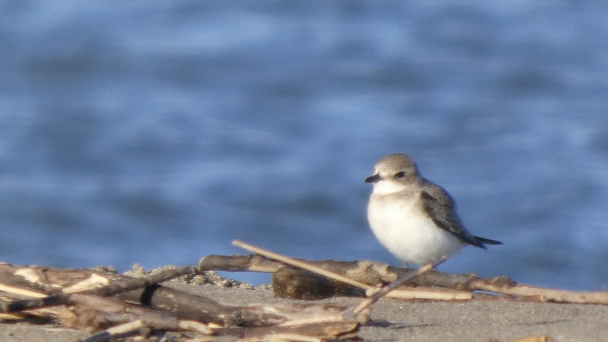 Siberian Sand-Plover - ML642133477