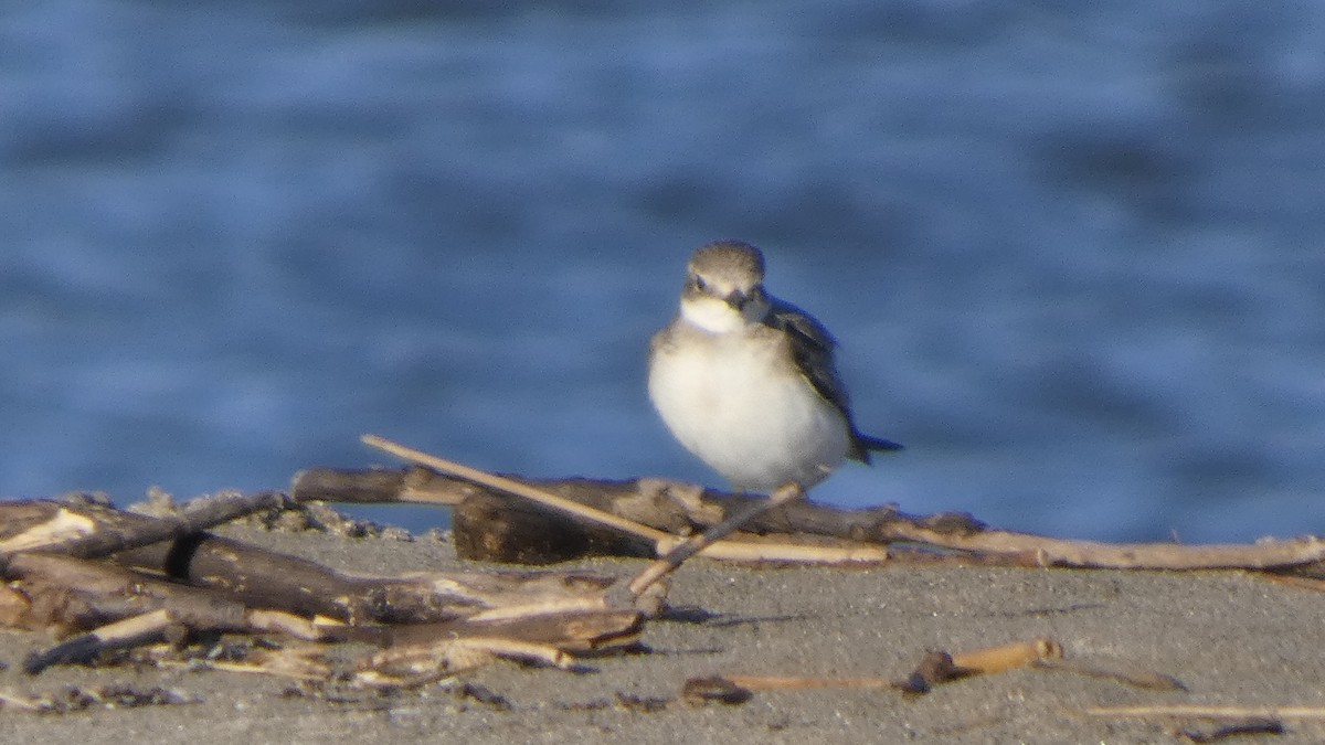 Siberian Sand-Plover - ML642133478