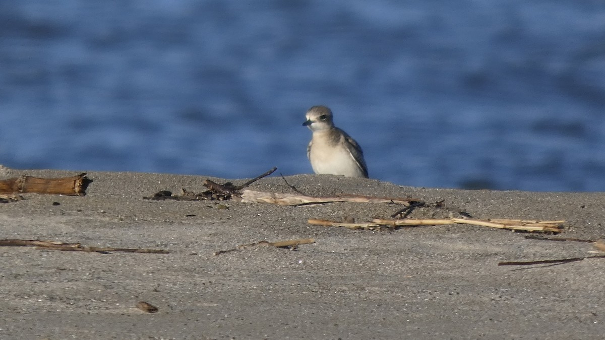 Siberian Sand-Plover - ML642133479