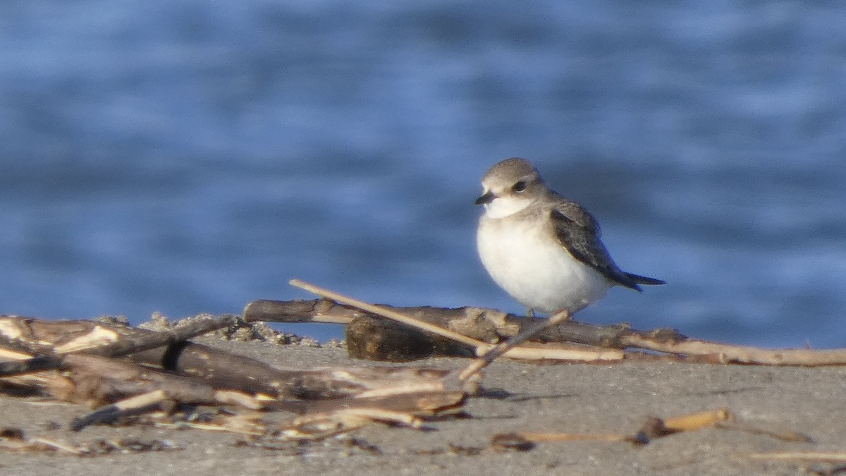 Siberian Sand-Plover - ML642133481