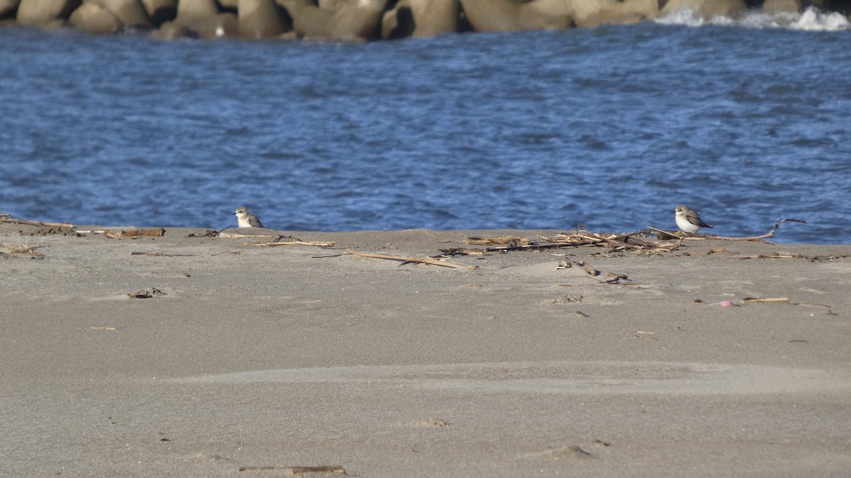 Siberian Sand-Plover - ML642133486