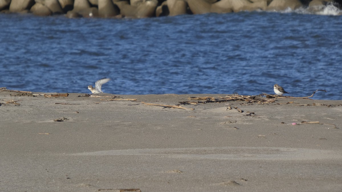 Siberian Sand-Plover - ML642133487