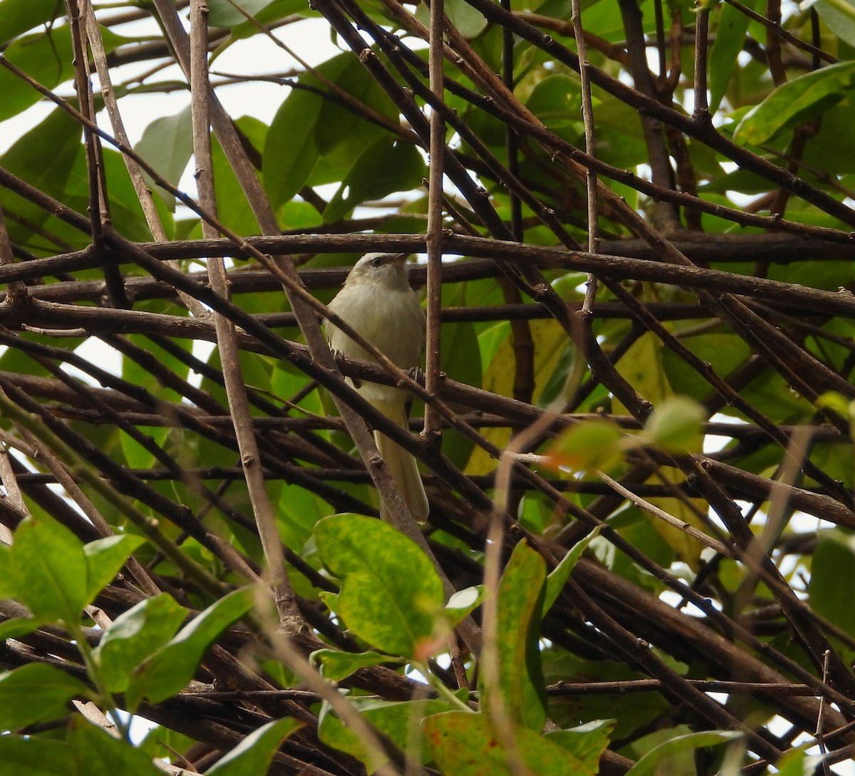 White-banded Tyrannulet - ML642133489