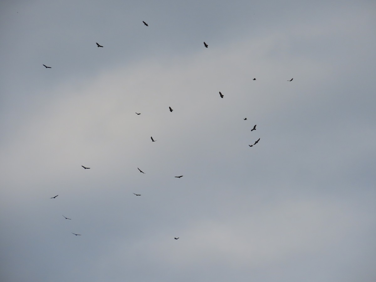 Turkey Vulture - ML642133492