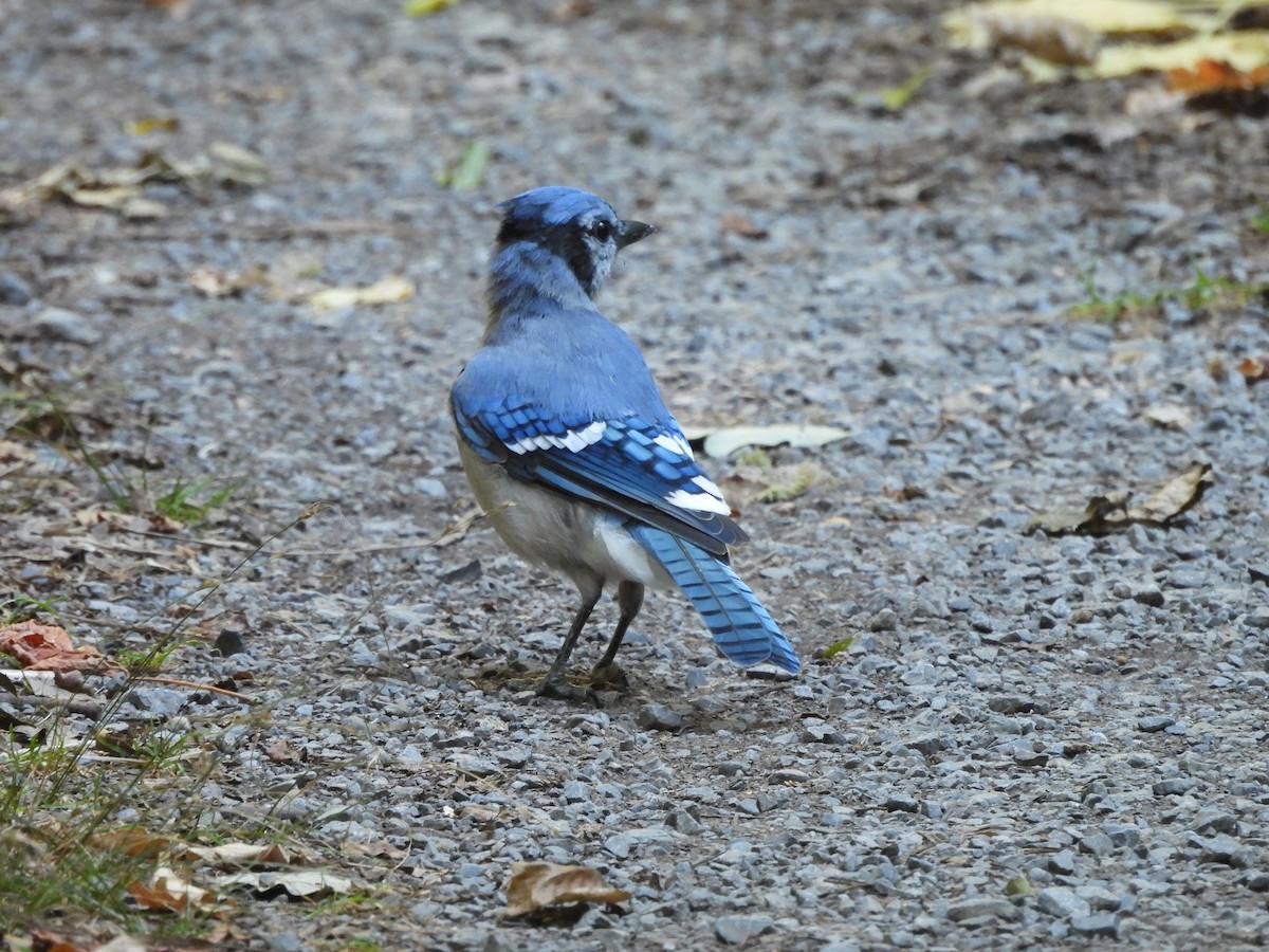 Blue Jay - ML642133520