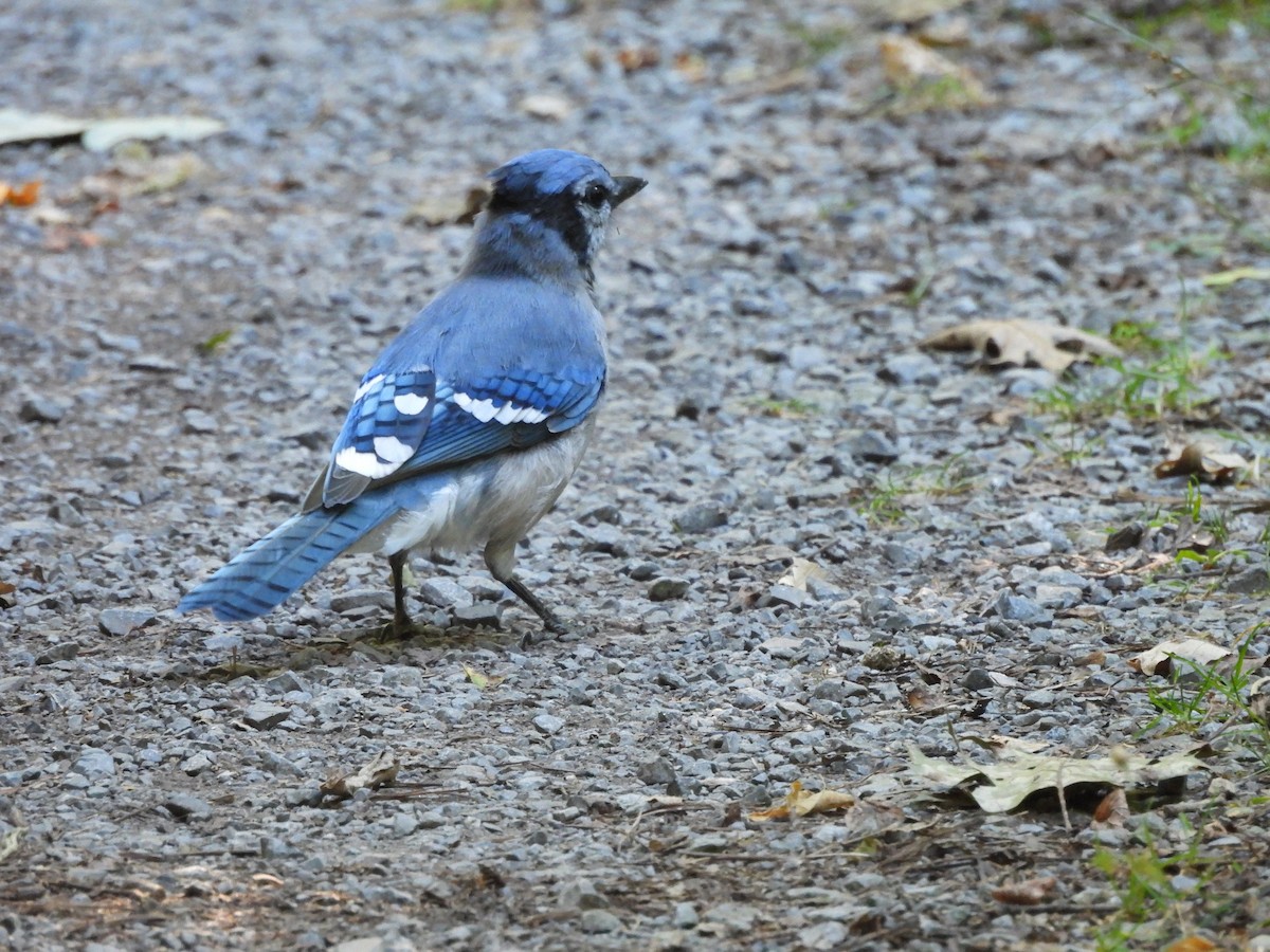 Blue Jay - ML642133521