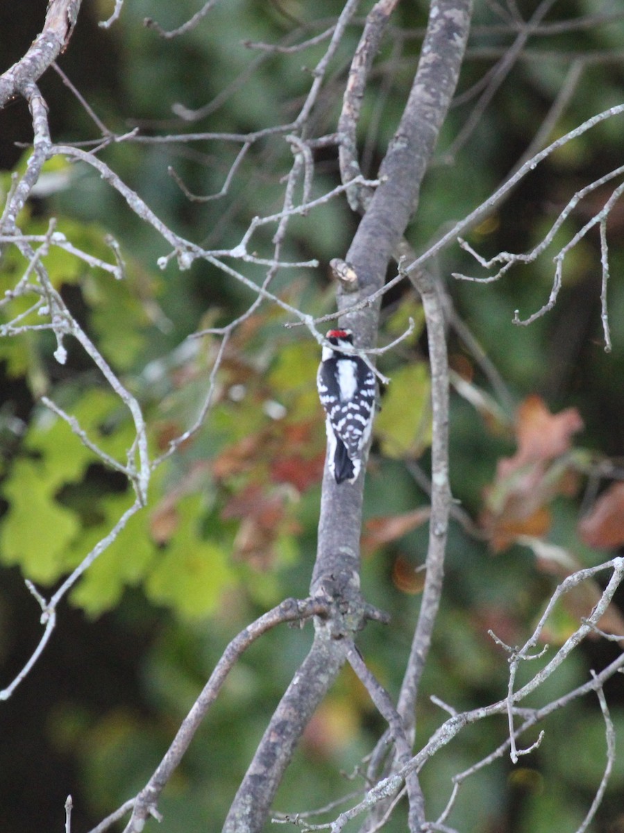 Downy Woodpecker - ML642133526