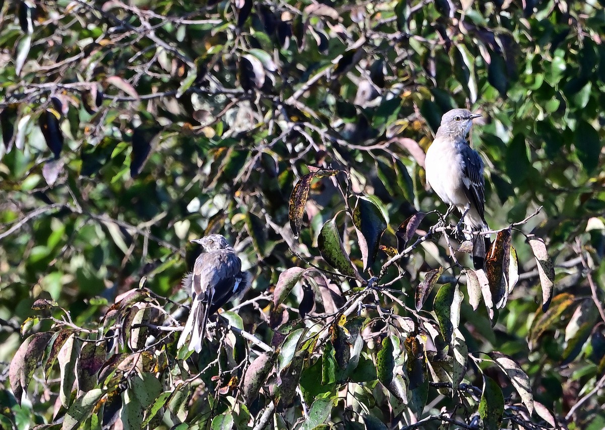 Northern Mockingbird - ML642133533