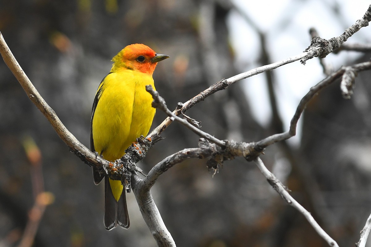 Western Tanager - ML642133534