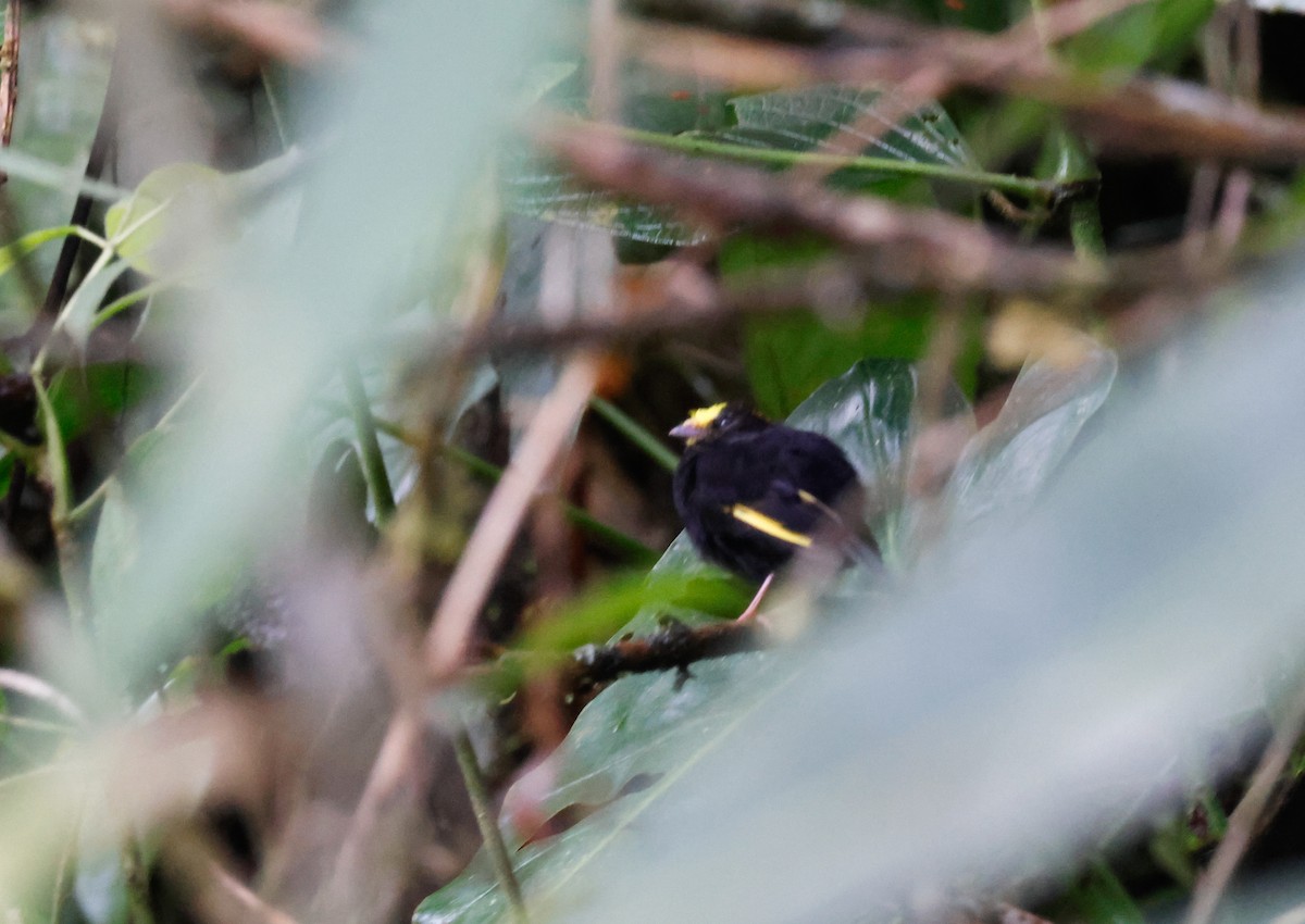 Golden-winged Manakin - ML642133537
