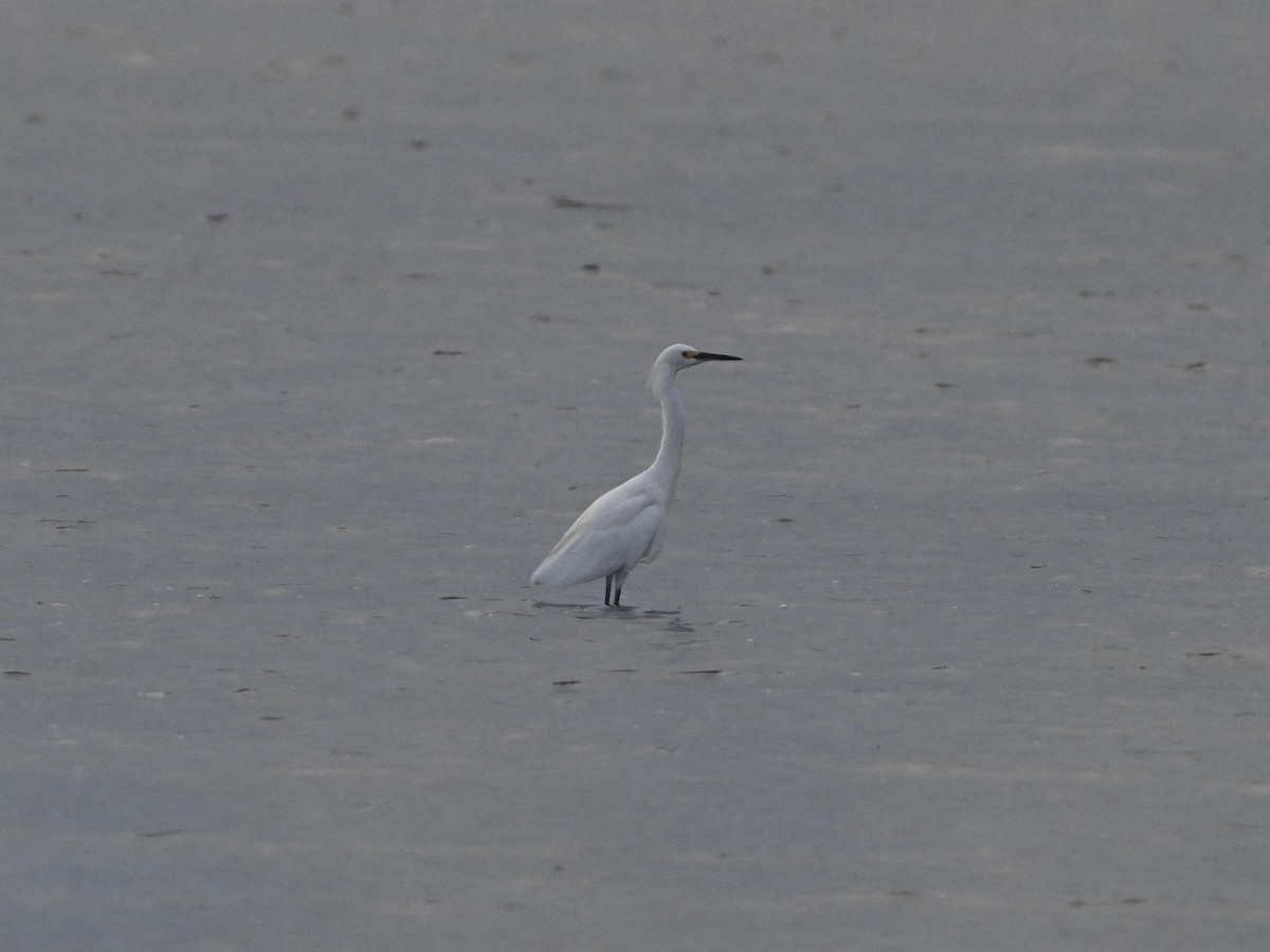 Snowy Egret - ML642133542