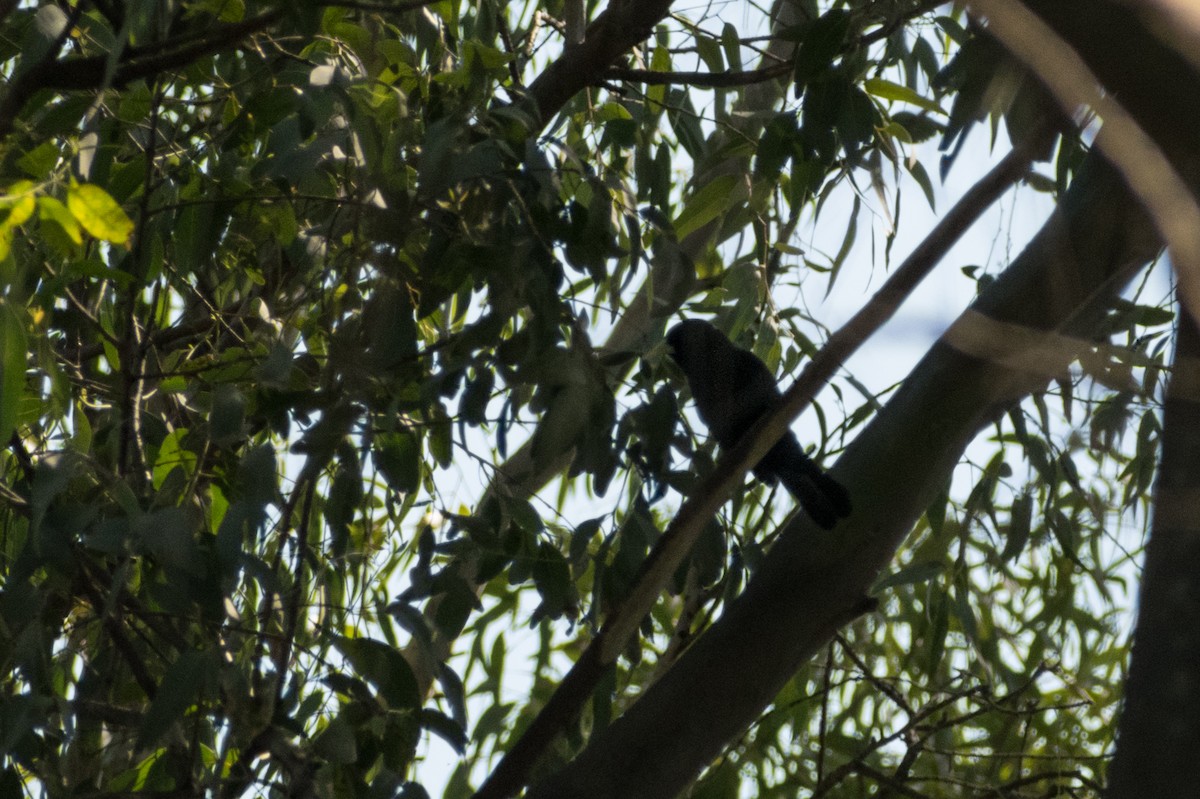 Solitary Black Cacique - ML642133546