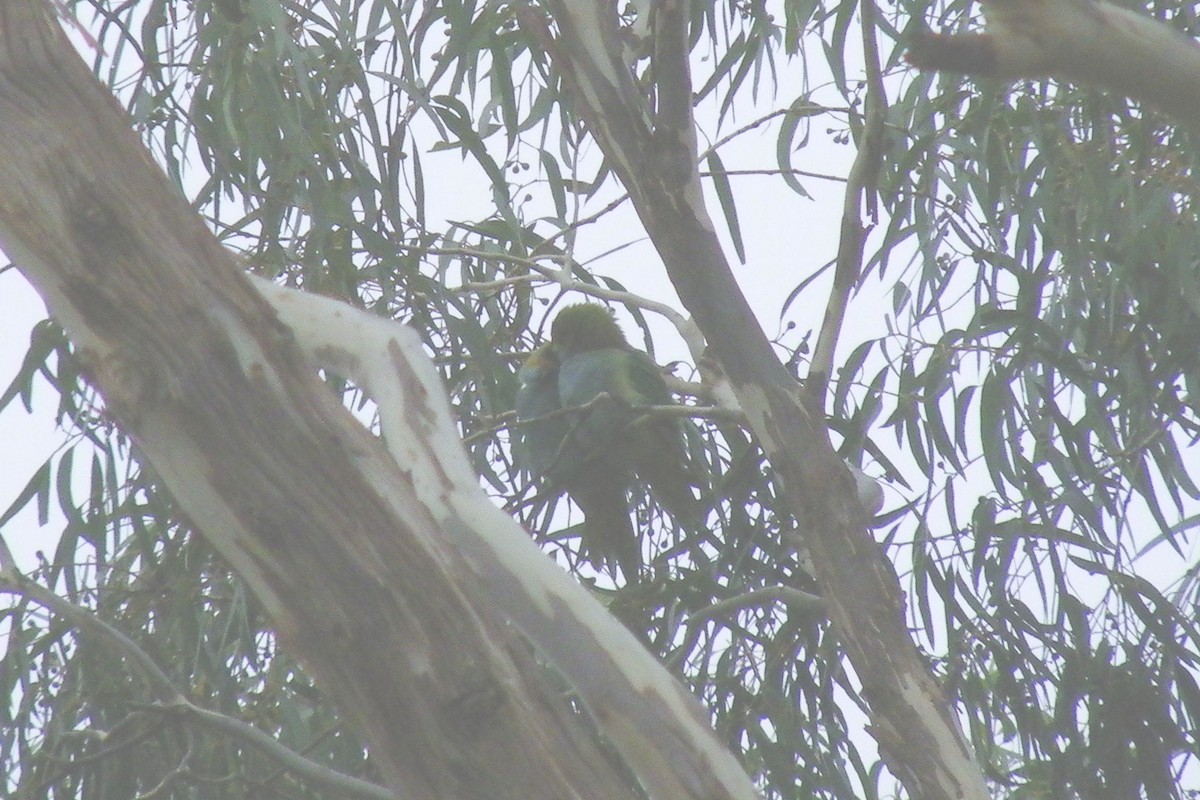 Purple-crowned Lorikeet - ML642133547