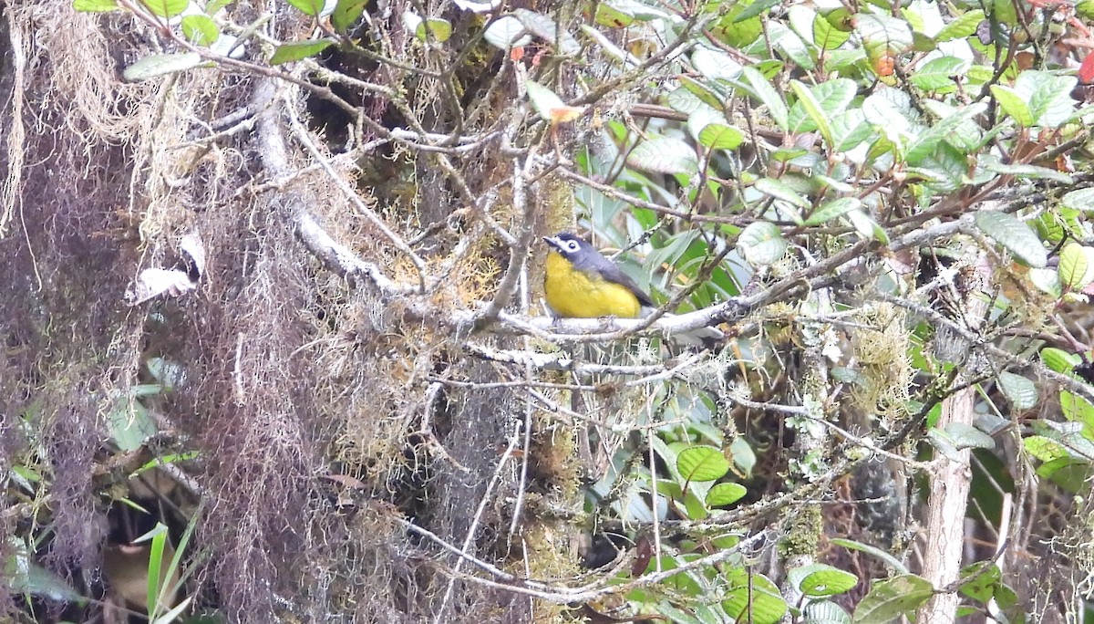 White-fronted Redstart - ML642133550