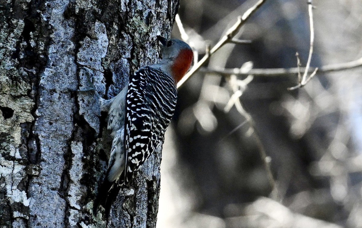 Red-bellied Woodpecker - ML642133573