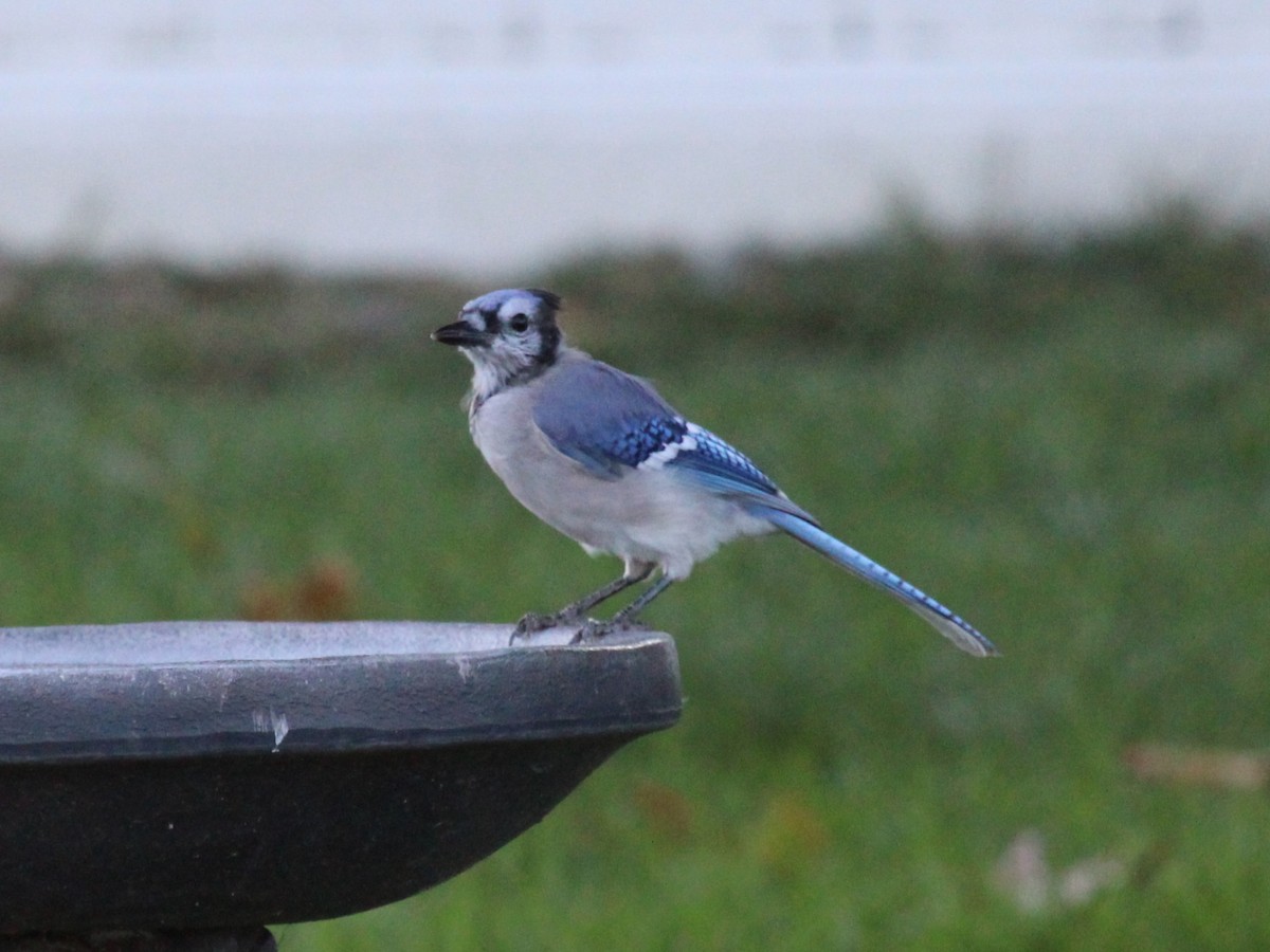 Blue Jay - ML642133577
