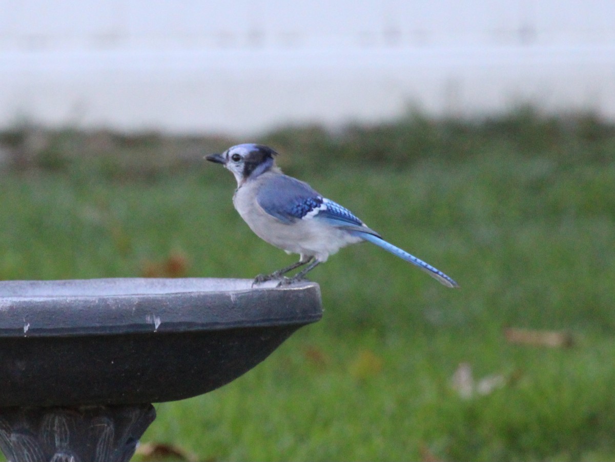 Blue Jay - ML642133578