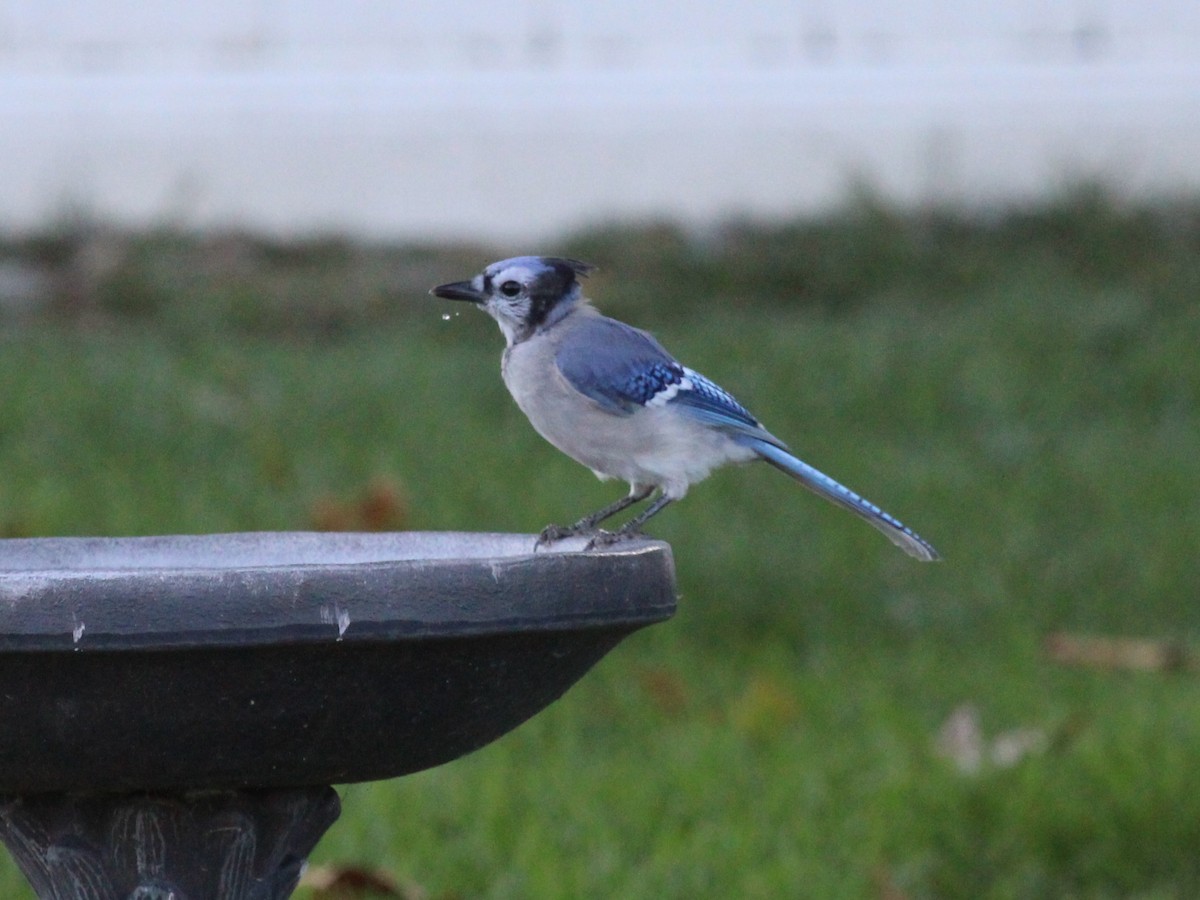 Blue Jay - ML642133580