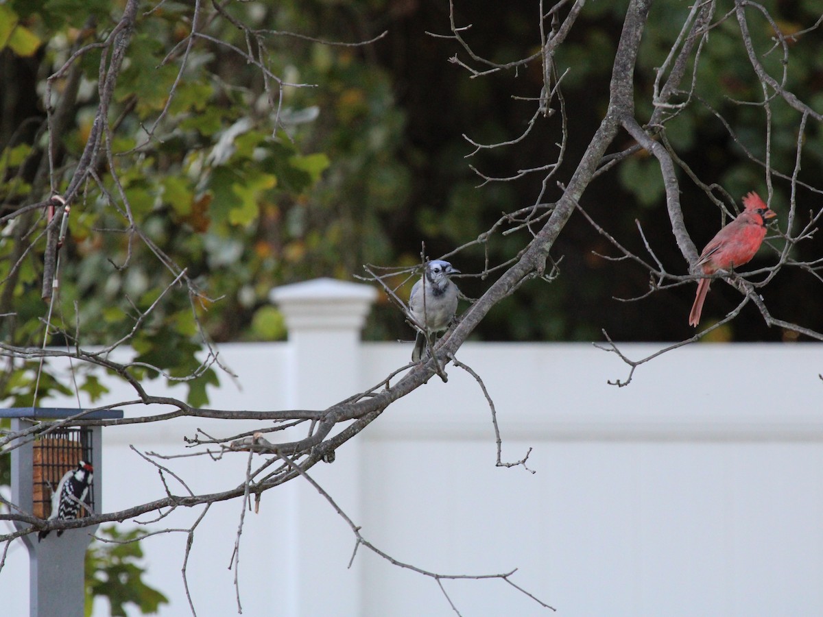 Blue Jay - ML642133581