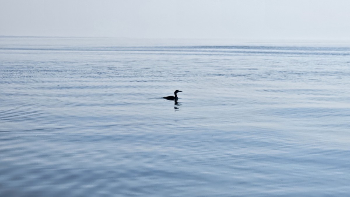 Strolaga maggiore - ML642133590