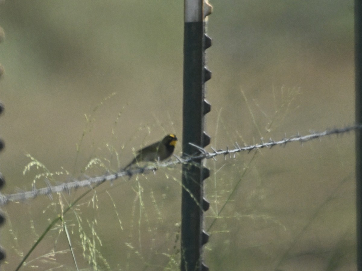 Yellow-faced Grassquit - ML642133592