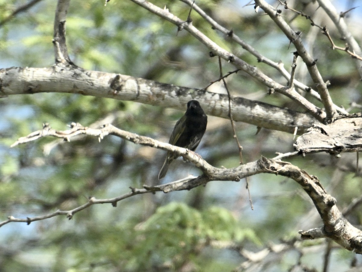 Black-faced Grassquit - ML642133600