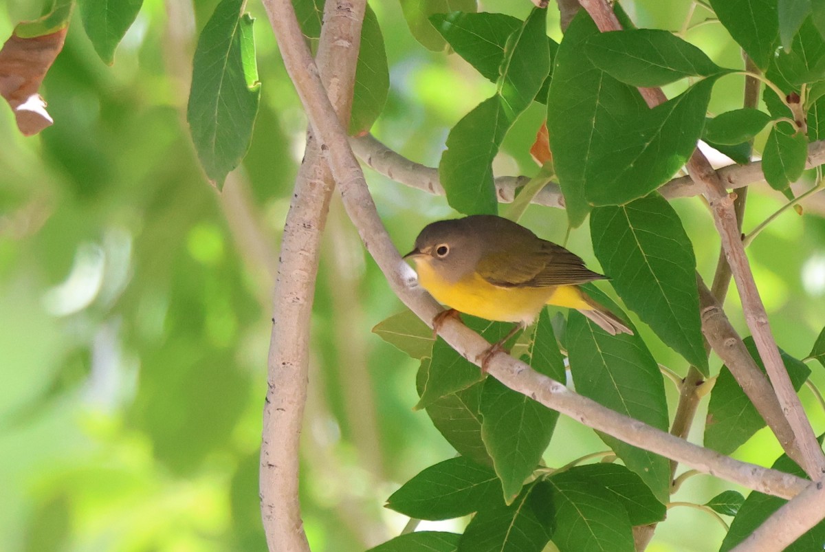 lesňáček rezavokorunkatý - ML642133609