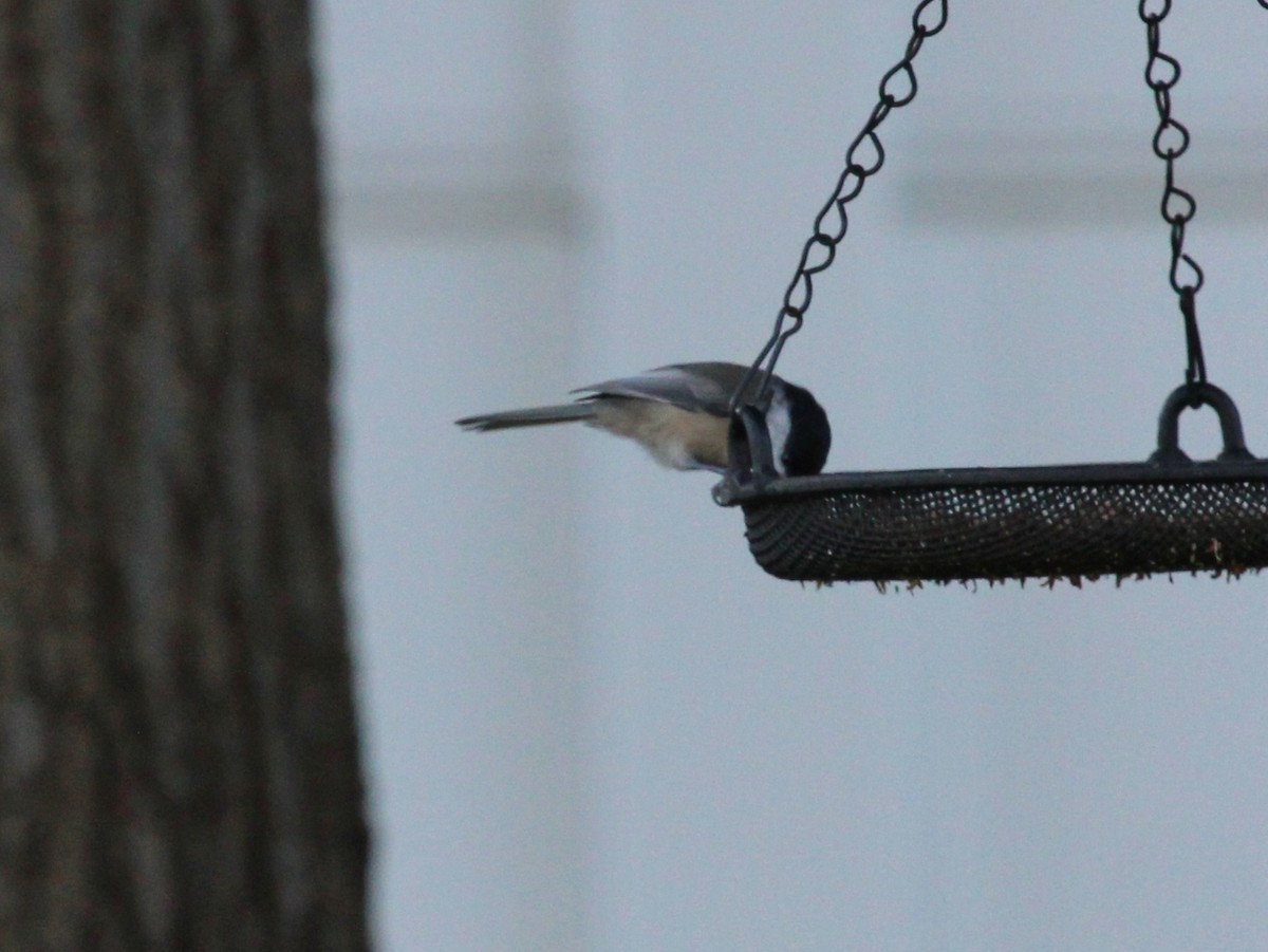 Carolina Chickadee - ML642133610