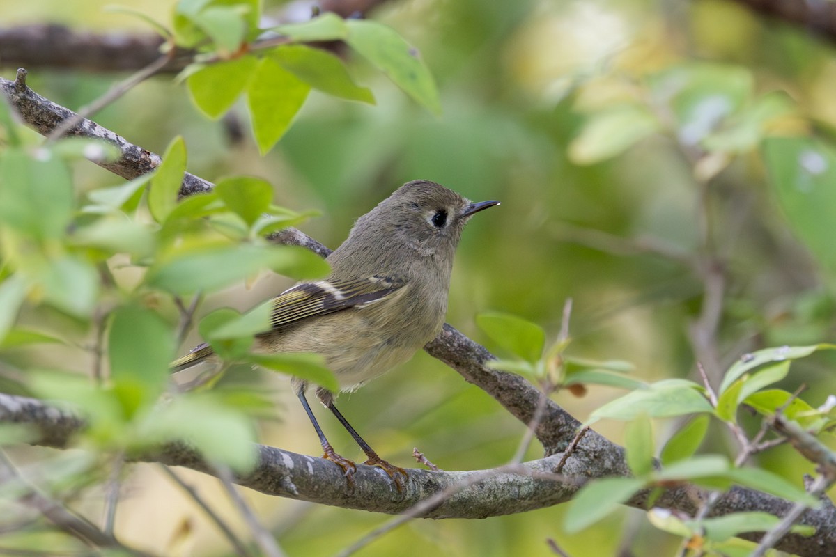 Ruby-crowned Kinglet - ML642133614