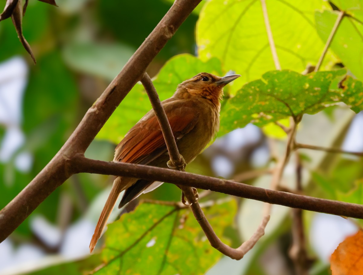 Buff-fronted Foliage-gleaner - ML642133630