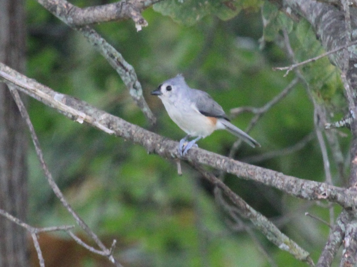 Tufted Titmouse - ML642133649