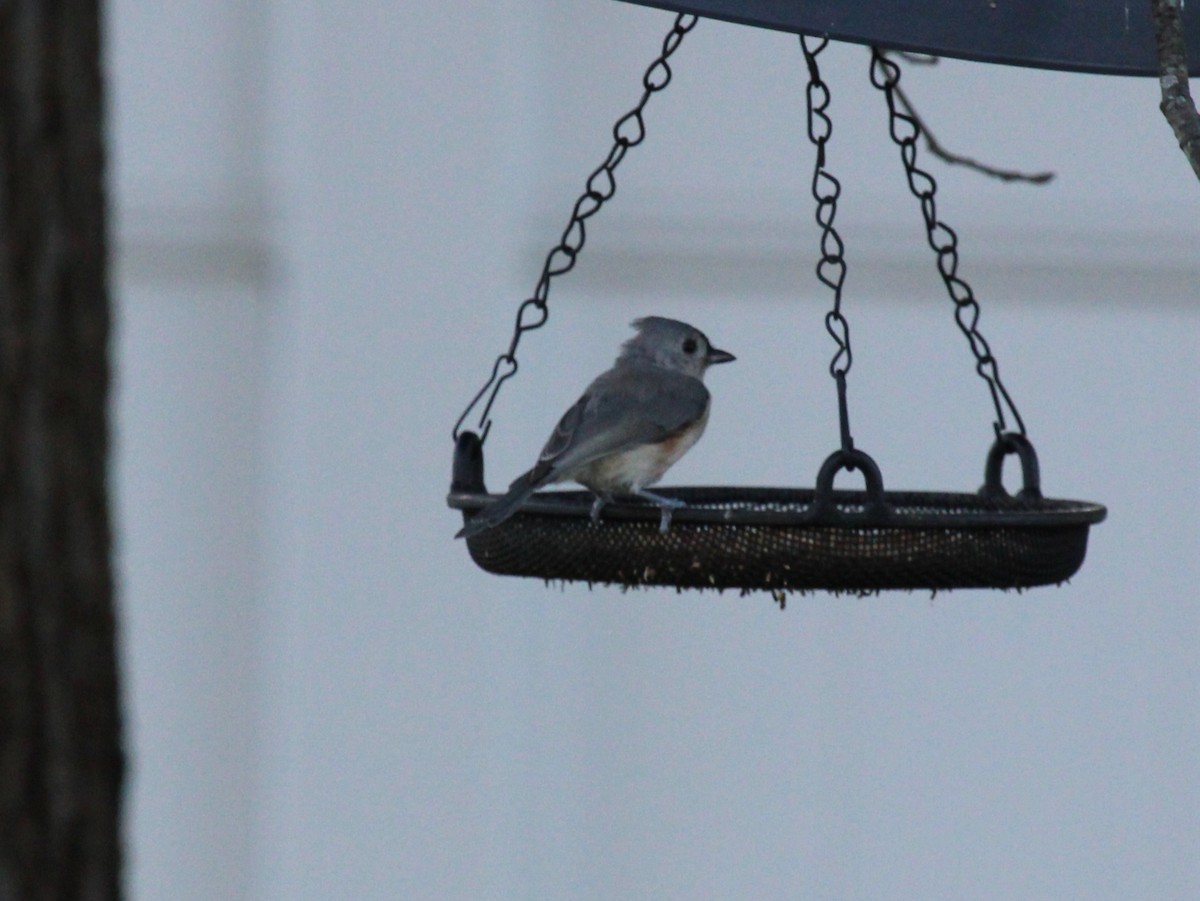 Tufted Titmouse - ML642133651