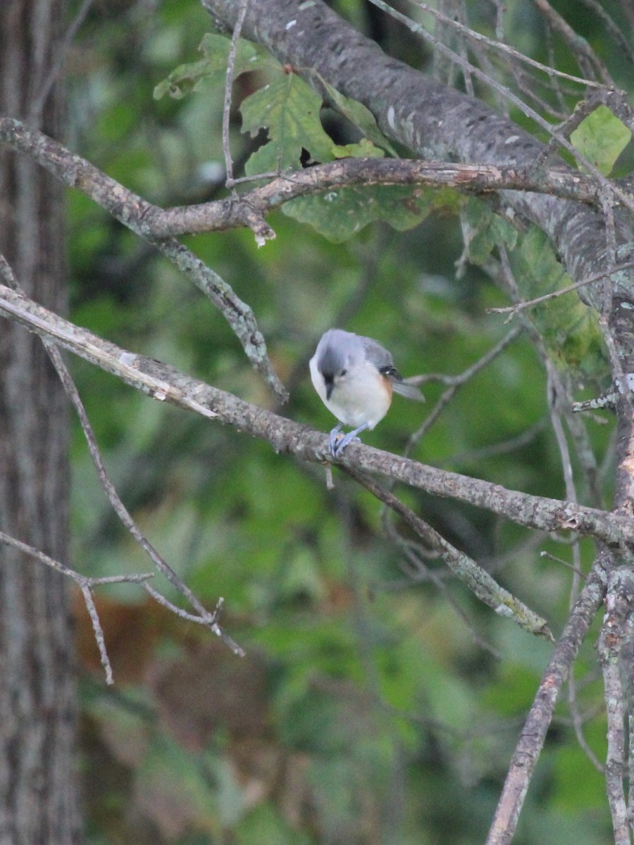 Tufted Titmouse - ML642133652