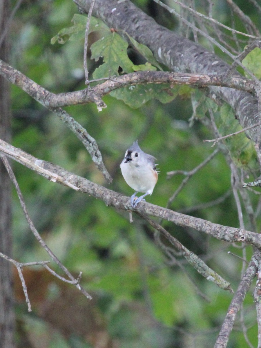 Tufted Titmouse - ML642133653
