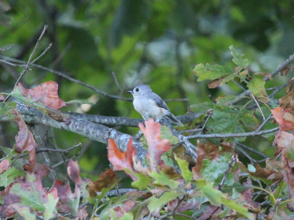 Tufted Titmouse - ML642133654