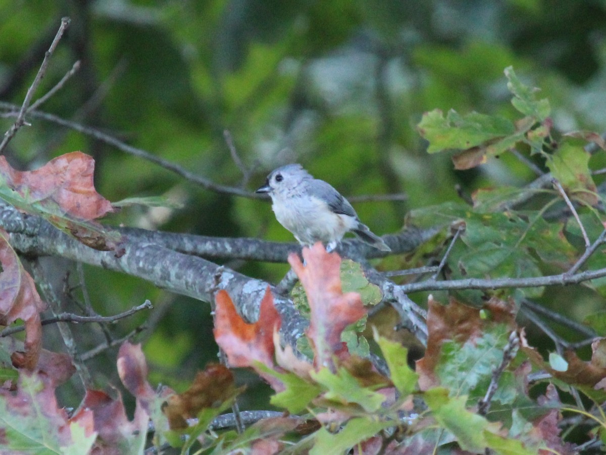 Tufted Titmouse - ML642133655