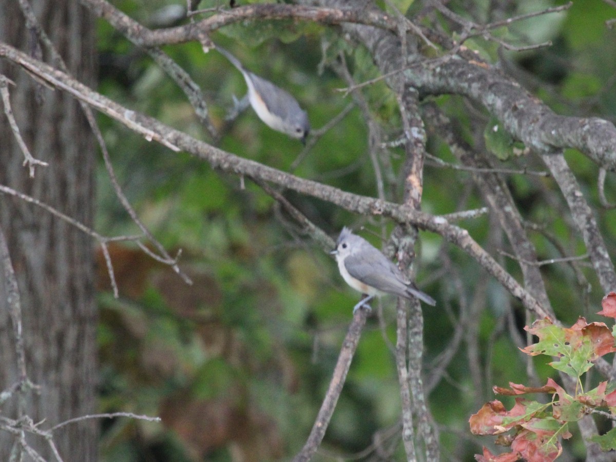 Tufted Titmouse - ML642133656