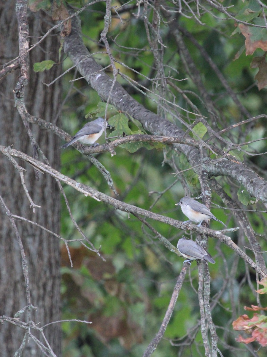 Tufted Titmouse - ML642133657